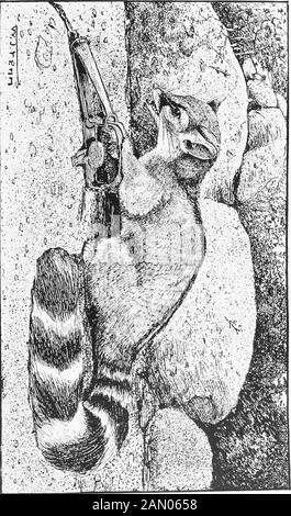 Kalifornische Säugetiere . S oben (nicht stark gewölbt wie bei Procyon), auditale Stierkampfarena und Umgebung sind eher Wie Procyon. Zahnformel, I, 3-3; C, i-i; P, 4-4; M, 2-2; X2^40. Bassariscus astutus Raptor Baird. (Sagacious; ein Räuber) KALIFORNIEN RING-TAILED CAT. Holzbraun oben durch schwarze Spitzen zu den langen Haaren verdunkelt;unter fifischem Wihit; Basalhälfte des Fellschiefergraus; gräuliches Weißgefläche um und hinter dem Auge und ein weiteres unterhalb der Ohren braun-weiß dunkler auf der äußeren Basis; Schwanz schwarz oben mit aboutsieben schmalen weißen Ringen, diese weißen Ringe verbreitern sich unterhalb und nehmen die Form l an Stockfoto