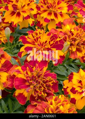 TAGETES PATULA HELD BOLERO Stockfoto