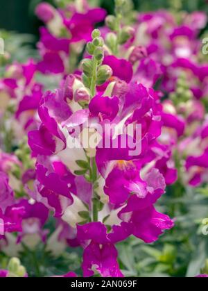 ANTIRRHINUM MAJUS KIM LILA UND WEIß Stockfoto