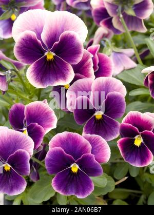 VIOLA WILLIAMSII ENGEL STIEG PICOTEE Stockfoto