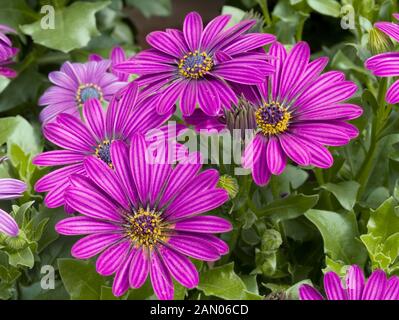 OSTEOSPERMUM TRADEWINDS DEEP PURPLE Stockfoto