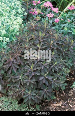 EUPHORBIA DULCIS 'CHAMÄLEON' Stockfoto