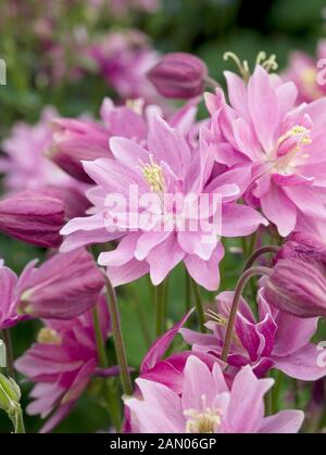 AQUILEGIA VULGARIS CLEMENTINE ROSE Stockfoto