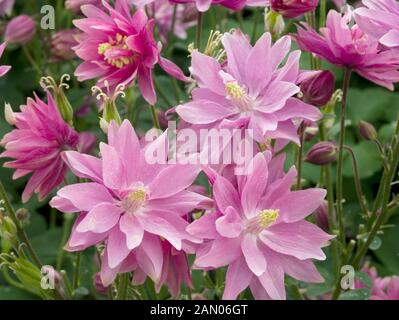 AQUILEGIA VULGARIS CLEMENTINE ROSE Stockfoto