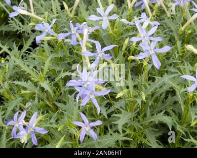 ISOTOMA TRISTAR TIEFBLAUE Stockfoto