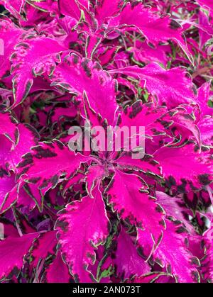 COLEUS ROSA-CHAOS Stockfoto