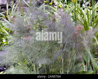 FOENICULUM VULGARE PURPUREUM Stockfoto