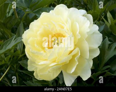 PAEONIA BARTZELLA Stockfoto