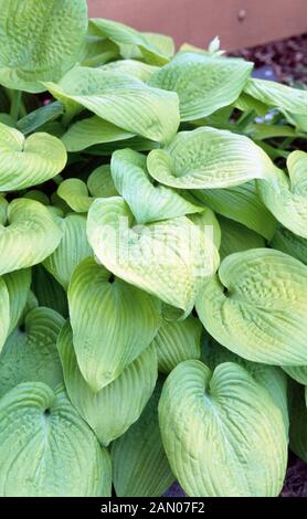 HOSTA "KING TUT" Stockfoto