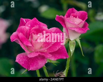 ROSA PROBRIL BRILLANT ROSA EISBERG Stockfoto