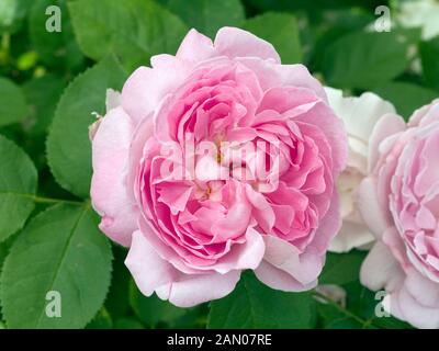 ROSA 'WINCHESTER CATHEDRAL' Stockfoto