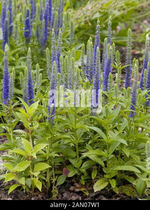 VERONICA ULSTER 'BLAUER ZWERG' Stockfoto