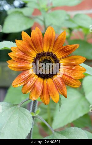 HELIANTHUS ANNUUS "VELVET QUEEN" Stockfoto