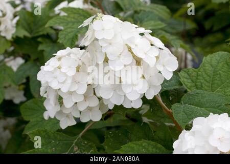 HYDRANGEA QUERCIFOLIA FLEMYGEA SCHNEEKÖNIGIN Stockfoto