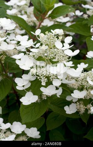 HYDRANGEA PANICULATA "BULK SCHNELLES FEUER" Stockfoto