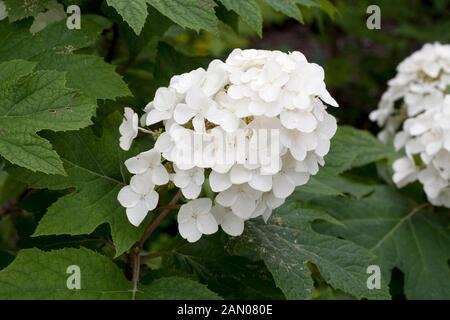 HYDRANGEA QUERCIFOLIA FLEMYGEA SCHNEEKÖNIGIN Stockfoto