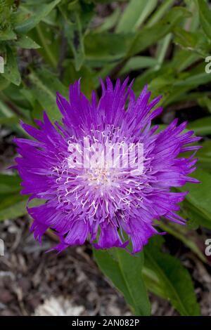 STOKESIA LAEVIS "HONEYSONG LILA" Stockfoto