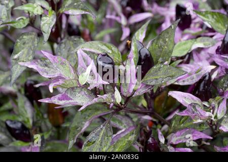 CAPSICUM ANNUUM "CALICO" Stockfoto