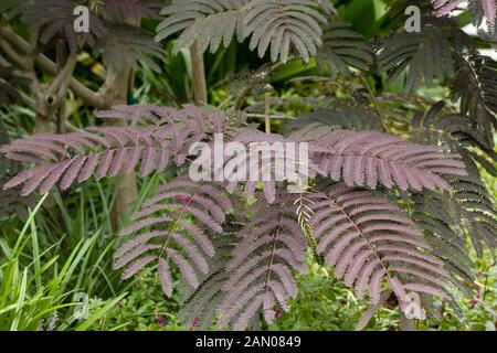 ALBIZIA JULIBRISSIN SOMMER SCHOKOLADE Stockfoto