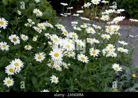 LEUCANTHEMUM SUPERBUM BECKY Stockfoto