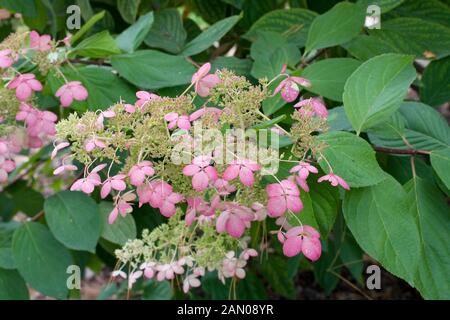 HYDRANGEA PANICULATA PINK DIAMOND Stockfoto