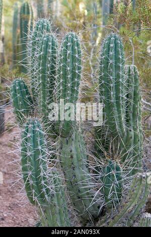 STETSONIA CORYNE ZAHNSTOCHER Stockfoto