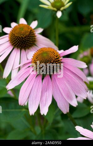 ECHINACEA PURPUREA PRIMADONNA TIEFEN STIEG Stockfoto