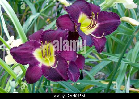 HEMEROCALLIS BELA LUGOSI Stockfoto