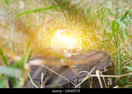 Brennende Glühbirne auf einem Baumstumpf, kabelloser Energie, Ökologie und Sauberkeit. Stockfoto