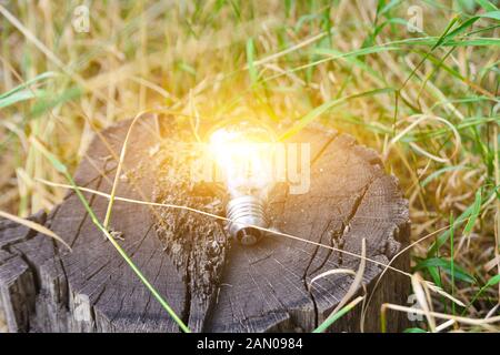 Brennende Glühbirne auf einem Baumstumpf, kabelloser Energie, Ökologie und Sauberkeit. Stockfoto