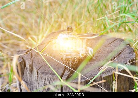 Brennende Glühbirne auf einem Baumstumpf, kabelloser Energie, Ökologie und Sauberkeit. Stockfoto