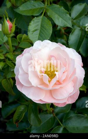 ROSA MEILOMIT MARIE-CURIE- Stockfoto