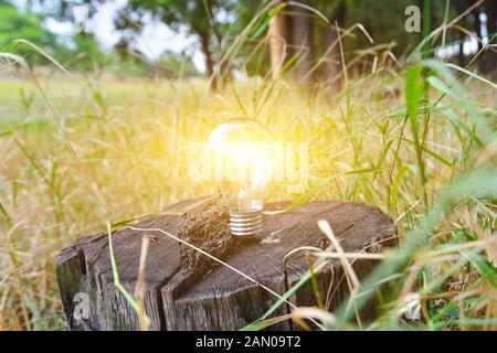 Brennende Glühbirne auf einem Baumstumpf, kabelloser Energie, Ökologie und Sauberkeit. Stockfoto