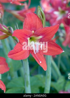 HIPPEASTRUM JOHNSONII Stockfoto