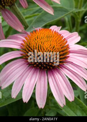 ECHINACEA-PRIMADONNA TIEFEN STIEG Stockfoto