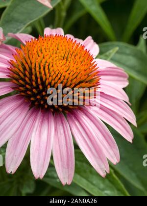 ECHINACEA-PRIMADONNA TIEFEN STIEG Stockfoto