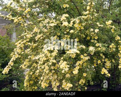 ROSA CANARY BIRD Stockfoto