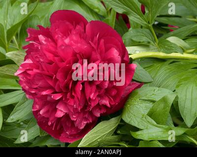 PAEONIA OFFICINALIS RUBRA PLENA Stockfoto