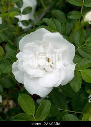 ROSA BLANC DOUBLE DE COUBERT Stockfoto