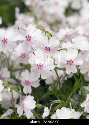 PHLOX SUBULATA AMAZING GRACE Stockfoto