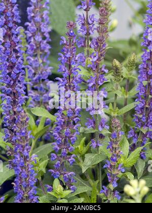 SALVIA X SUPERBA MERLEAU BLUE Stockfoto