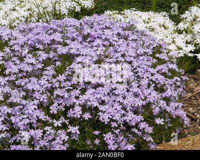 PHLOX SUBULATA EMERALD BLAU Stockfoto