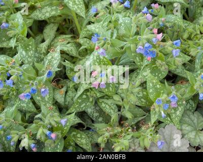 PULMONARIA IRISCHER FRÜHLING Stockfoto