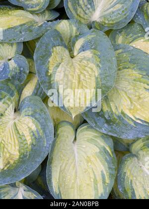 HOSTA GREAT EXPECTATIONS Stockfoto