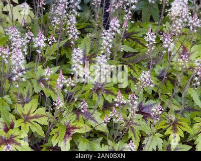 TIARELLA SUGAR AND SPICE Stockfoto