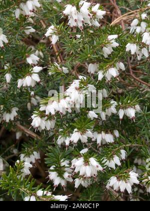 ERICA DARLEYENSIS SILBERSCHMELZE Stockfoto