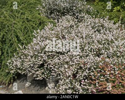 ERICA DARLEYENSIS SILBERSCHMELZE Stockfoto