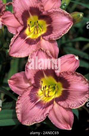 HEMEROCALLIS IMMER AM NACHMITTAG Stockfoto