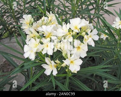 NERIUM OLEANDER GELB Stockfoto