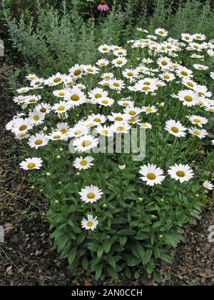 LEUCANTHEMUM SUPERBUM BECKY (SHASTA DAISY) Stockfoto